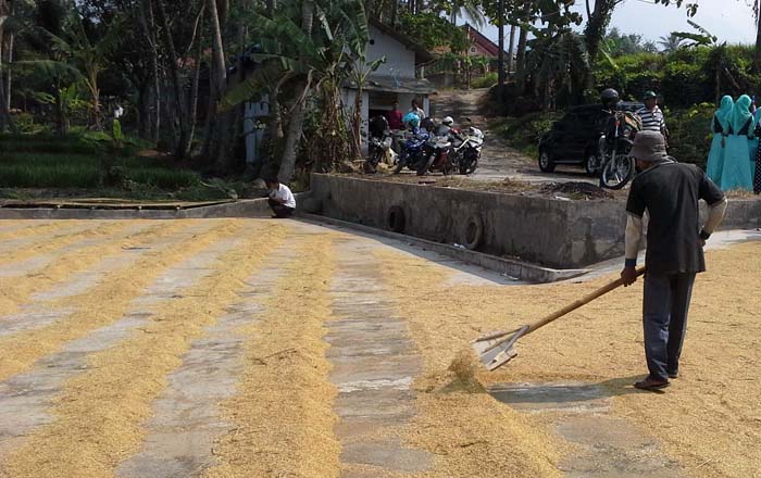 Beras di DKI Jakarta Diperkirakan Cukup Hingga Enam Bulan Mendatang